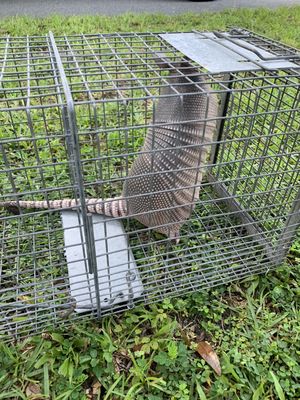 Caught this armadillo tearing up a customers yard.