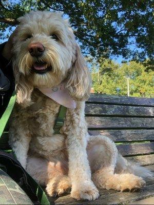 Birthday Bailey pausing for a bench break!