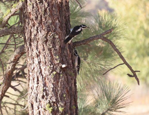 Hairy Woodpeckers on a trailside tree trunk