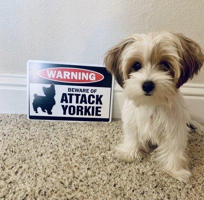 I guess I won't be needing this sign anymore! Maui earned her puppy citizenship.