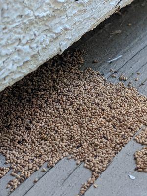 Don't let this happen to your property.
Call us today for a free termite inspection.