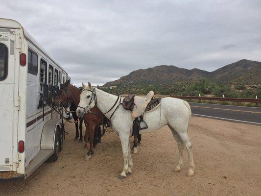 Horses ready for Tonto ride