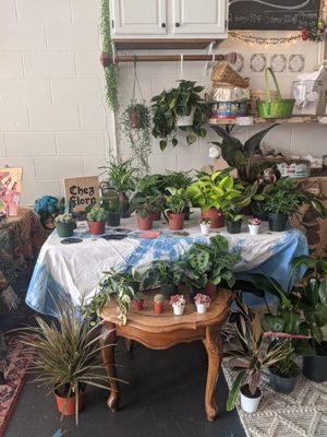 a houseplant pop-up sale