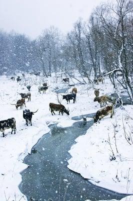 Dickinson Ranch website stock photo - Cattle in winter