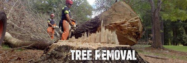 Arbormax tree removal Greensboro, NC