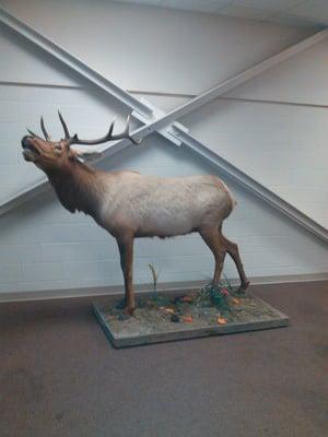 Elk Statue