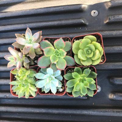 6 pack of succulents