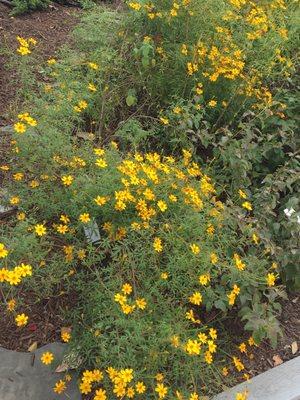 Flowers in the botanical garden in late November