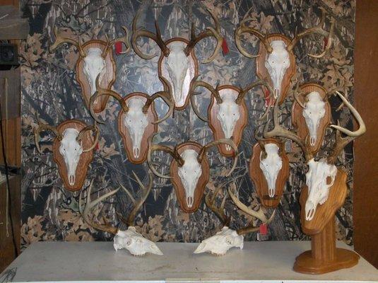 Monchak's Taxidermy