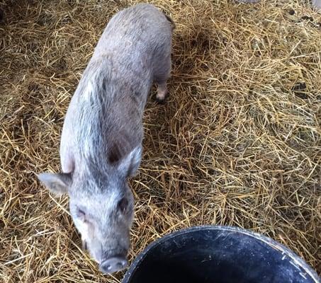 Pot-belly pig