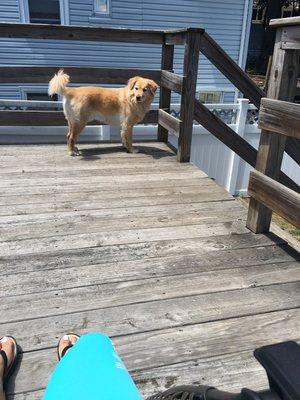 Lyric going out for a pee break while his owners were on vacation.