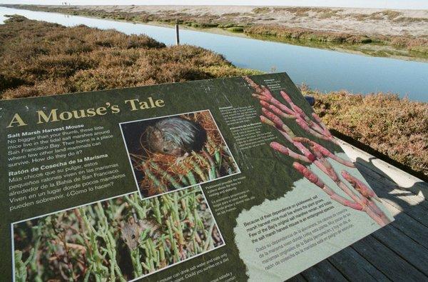 This plaque describes the mice that live here, and their preference for pickleweed as food.