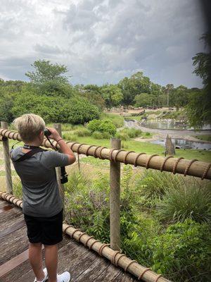 Private Safari at Disney's Animal Kingdom