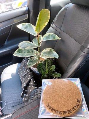 Ficus Elastica 'Tineke' in a new brown and white pot, lemon lime Maranta and a plant coaster