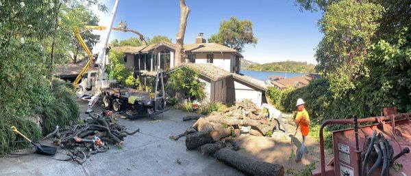 Large oak removal near clear lake