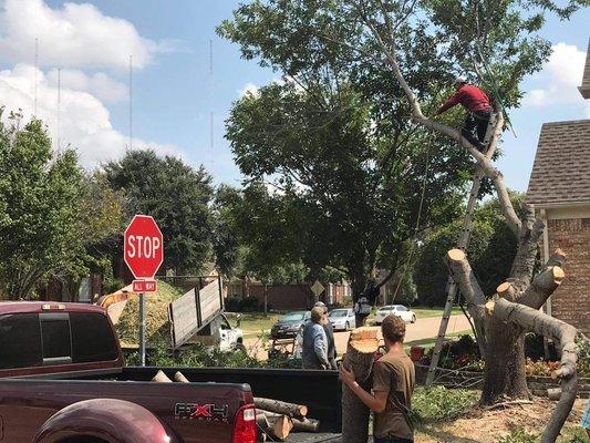 White Rock Tree Removal Service