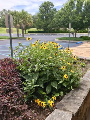 Beautiful flowers