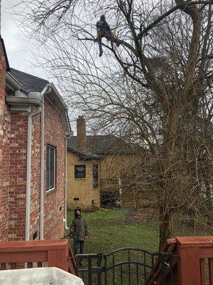 Jackson is expert in climbing and cutting away and lowering branches