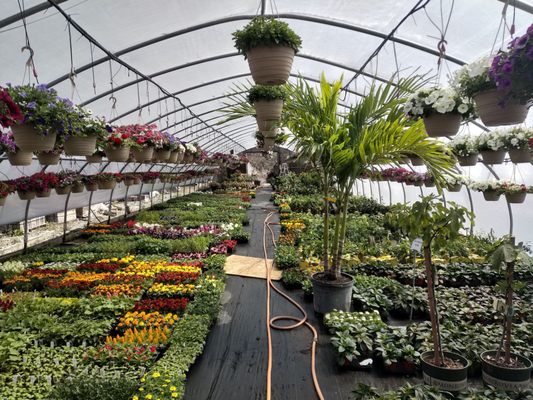 Beautiful greenhouse so many choices of high quality plants