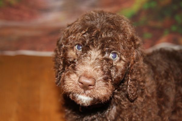 Lovely Little Labradoodles