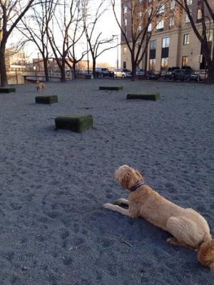 Great day for the dogpark!