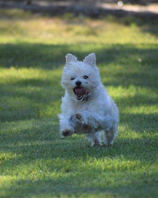 Sierra Veterinary Care