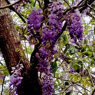 Beautiful flowers