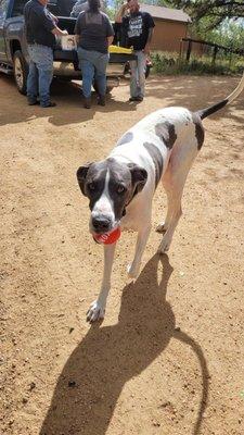 Walter PPK my rescued Great Dane