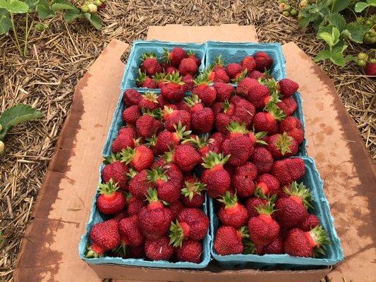 It's Strawberry o'clock!