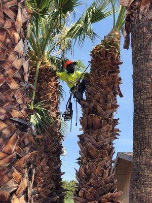 Tree Services in Phoenix, AZ