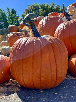 The perfect pumpkin.