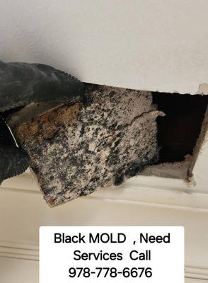 Mold removal