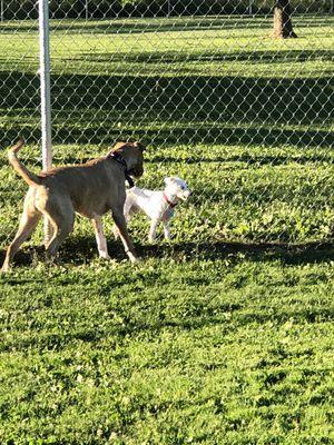 Hunterdon County Off Leash Dog Area