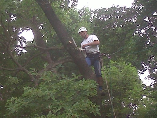 Jensen Tree Experts on the job removing a tree that was hanging over a child's playyard.