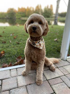 My pup on Thanksgiving day in her cute Thanksgiving onc bandana that Good Boy gave her after her groom