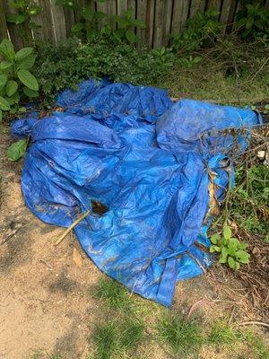 NO CLEANUP! Left this huge tarp covering my garden.