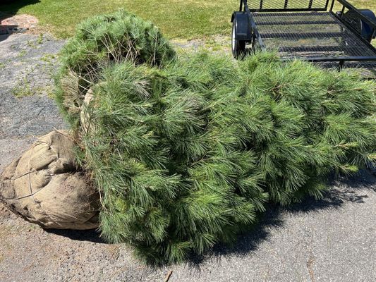 Pine trees on driveway