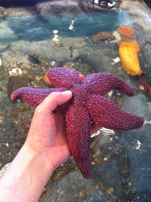 Touch live sea stars, sand dollars, snails and mussels in our tidepool touch tank.