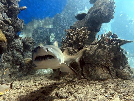 Sand tiger shark