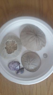 Sand dollars from Hobuck Beach RV Park