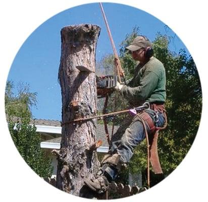 Cumming, GA Tree Removal