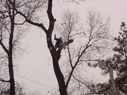 Consciously Fresh Tree Service