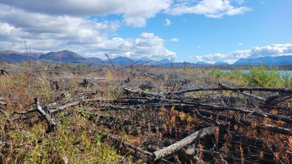 Fire damage at Kelly Lake, one of the day use areas at Skilak