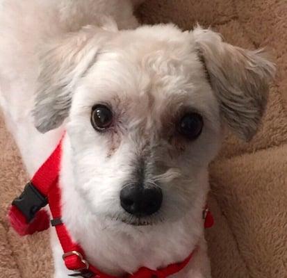 Bunny the dog after a fresh cut.