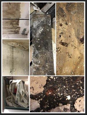 Rat and roach poo are in all the walls as is mold and obvious contempt