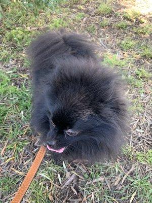 Black Pomeranian Client enjoying His walk. 
#pomeranian #dogwalker