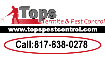 Termite Inspection, Pest Control Services