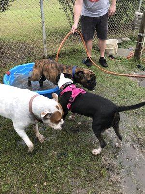 Pics of my dog in the pink harness at the dog park. The dog this business would not allow for a temperament test.