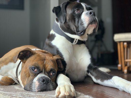 Jefferson and Stone love St. Francis Vet in Navarre, FL.