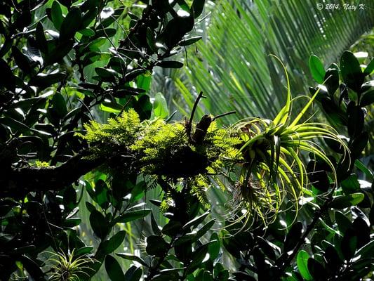 Tillandsia and ferns growing on trees.